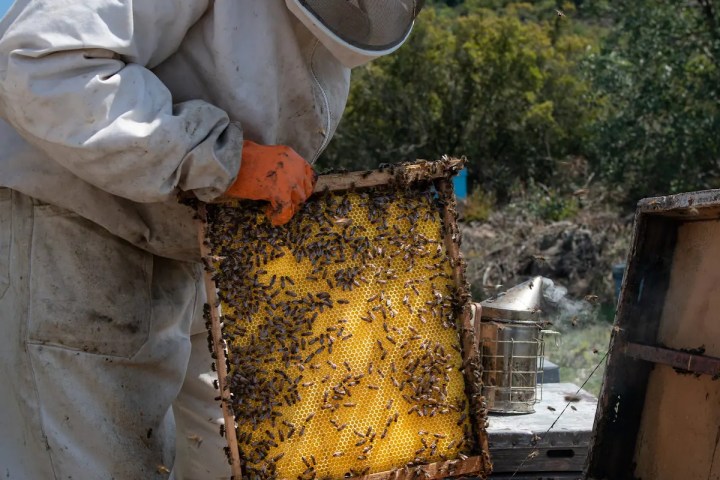 Valencia beekeeping Tour