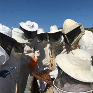 Valencia beekeeping Tour