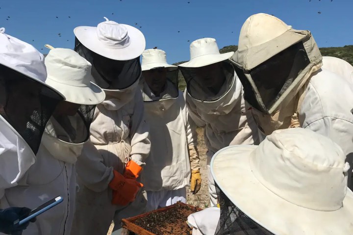 Valencia beekeeping Tour