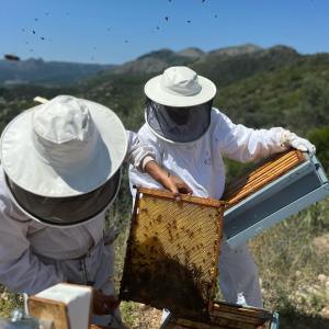 Valencia beekeeping Tour