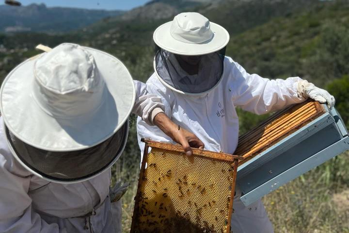 Valencia beekeeping Tour