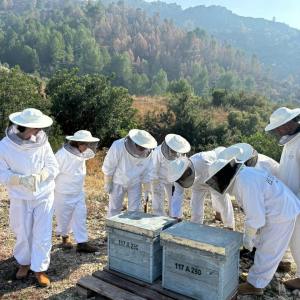 Valencia beekeeping Tour