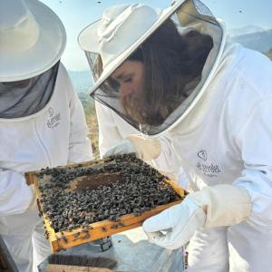 Valencia beekeeping Tour