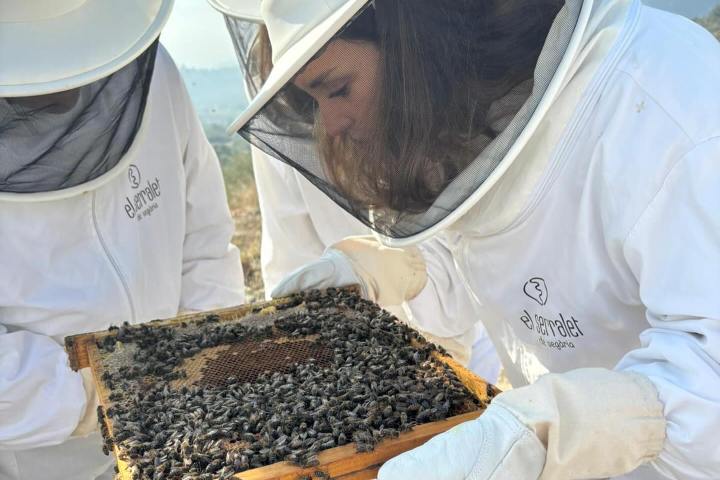 Valencia beekeeping Tour
