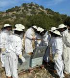Valencia beekeeping Tour