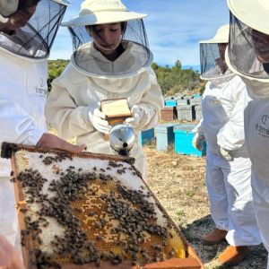 Valencia beekeeping Tour