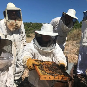 Valencia beekeeping Tour