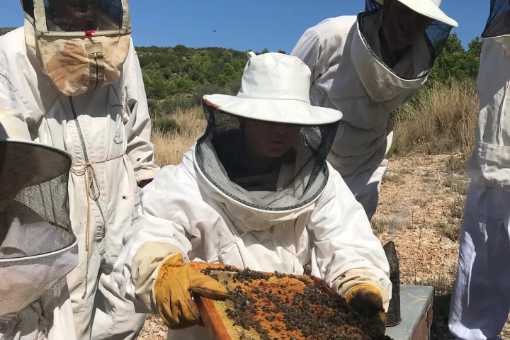 Valencia beekeeping Tour