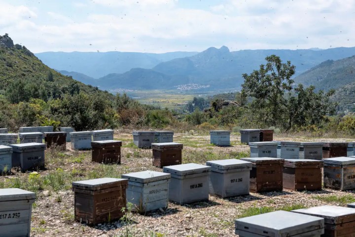 Valencia beekeeping Tour