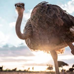 Mallorca Ostrich Farm Tour