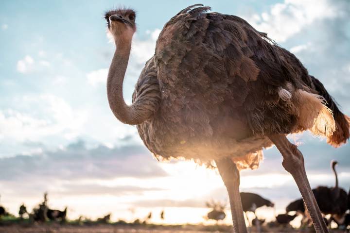 Mallorca Ostrich Farm Tour