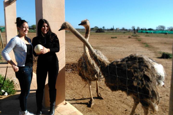 Mallorca Ostrich Farm Tour