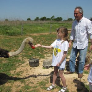Mallorca Ostrich Farm Tour