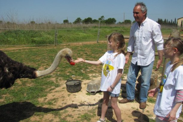 Mallorca Ostrich Farm Tour