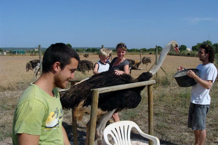 Mallorca Ostrich Farm Tour