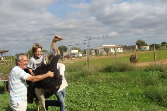 Mallorca Ostrich Farm Tour