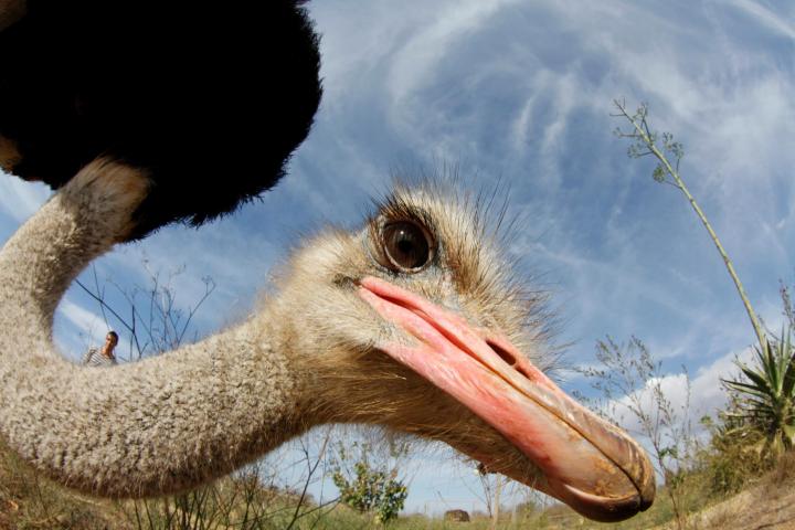 Mallorca Ostrich Farm Tour