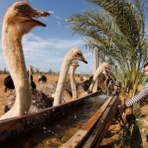 Mallorca Ostrich Farm Tour