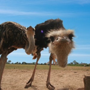 Mallorca Ostrich Farm Tour