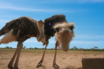Mallorca Ostrich Farm Tour