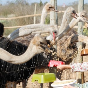 Mallorca Ostrich Farm Tour