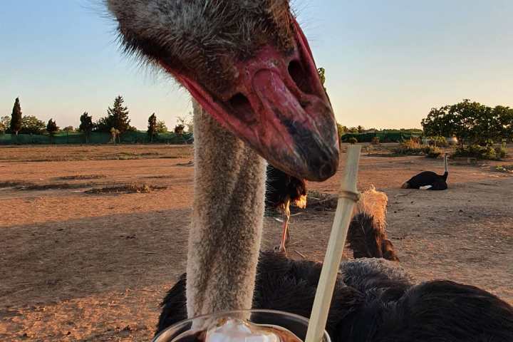Mallorca Ostrich Farm Tour