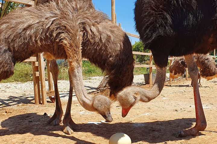 Mallorca Ostrich Farm Tour