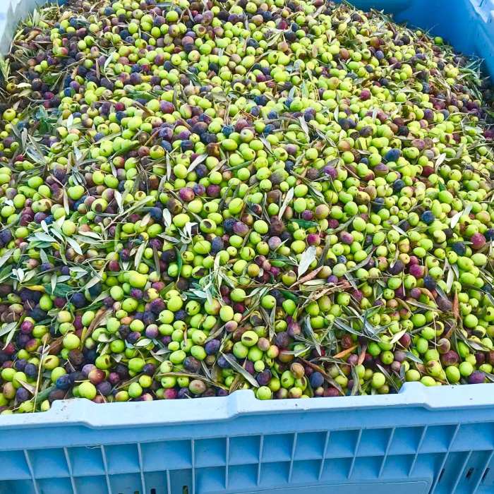 olive-oil-farm-tours-in-france-farm-experiences-tours