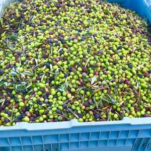 olive picking tour in Provence