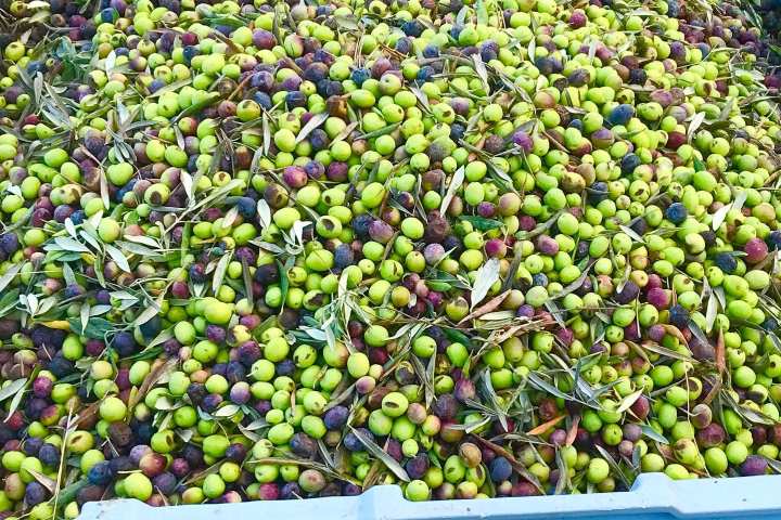 olive picking tour in Provence