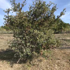 olive picking tour in Provence