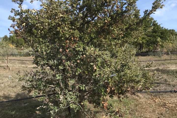 olive picking tour in Provence