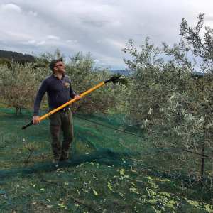 olive picking tour in Provence