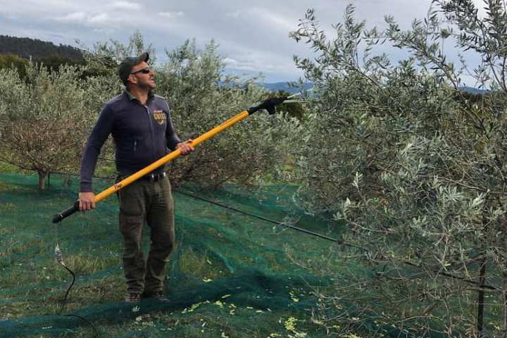 olive picking tour in Provence