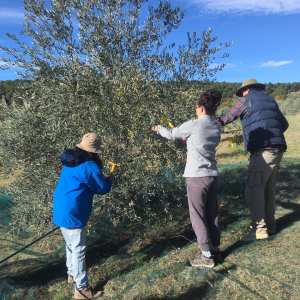 olive picking tour in Provence