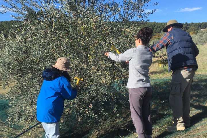 olive picking tour in Provence