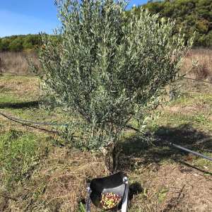 olive picking tour in Provence