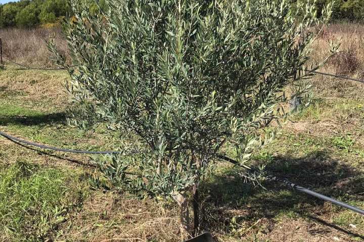 olive picking tour in Provence