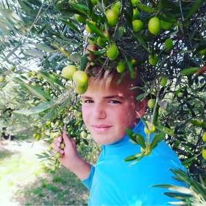 olive picking tour in Provence