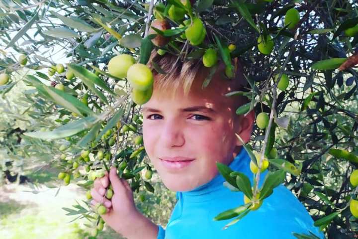 olive picking tour in Provence