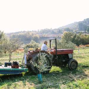 olive picking tour in Provence