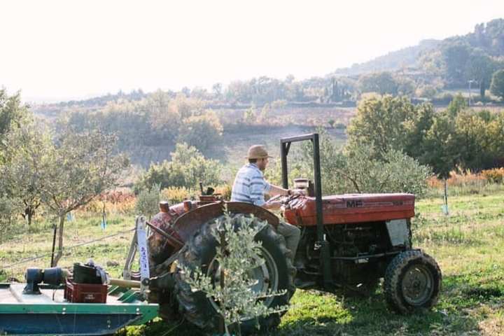 olive picking tour in Provence