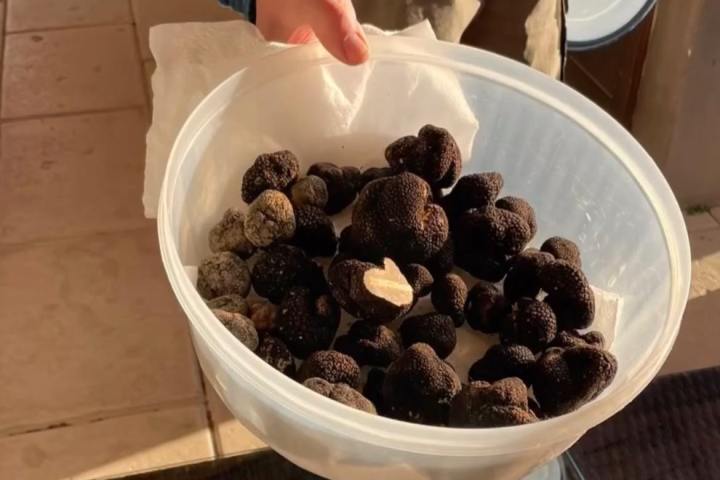 Provence Truffle Hunting tour