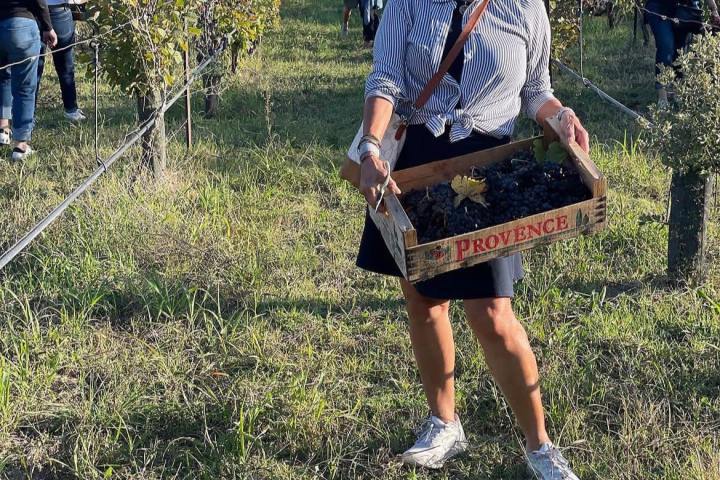 Provence Truffle Hunting tour
