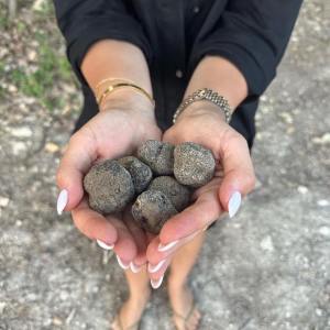 Provence Truffle Hunting tour