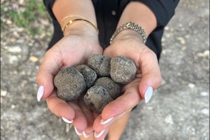 Provence Truffle Hunting tour