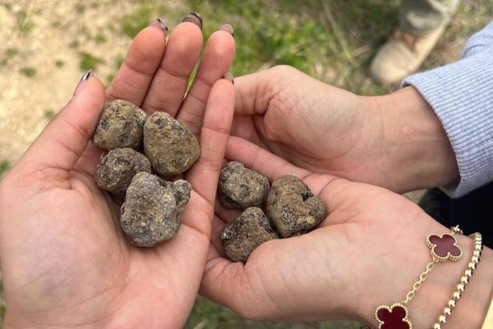 a hand holding a frog