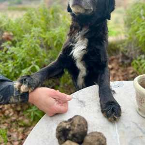 Provence Truffle Hunting tour