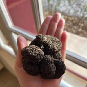 Provence Truffle Hunting tour
