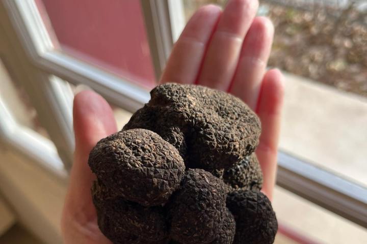 Provence Truffle Hunting tour